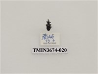 藏品(象鼻蟲(2))的圖片